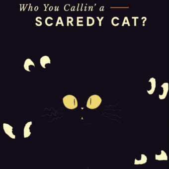 Scaredy Cat - One Of The Haloween Newsletter Examples
