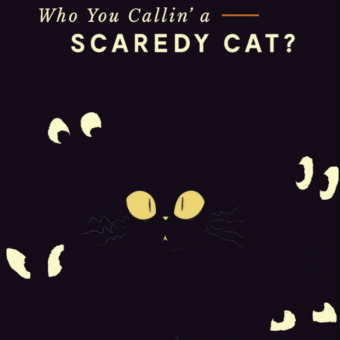 scaredy cat – one of the haloween newsletter examples scaredy cat - one of the haloween newsletter examples